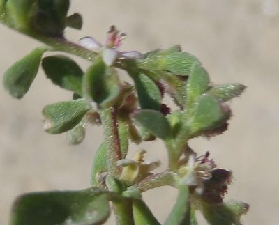 Aizoon herniariifolium, photographed by Nicola van Berkel