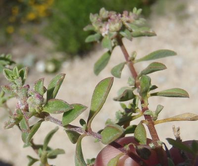 Aizoon herniariifolium, photographed by Nicola van Berkel