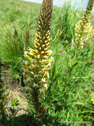 Hebenstretia comosa, photographed by Peter Warren