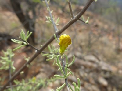 Rhigozum brevispinosum, photographed by Ryan van Huyssteen