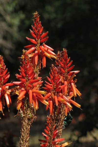 Aloe pienaarii, photographed by Brian du Preez