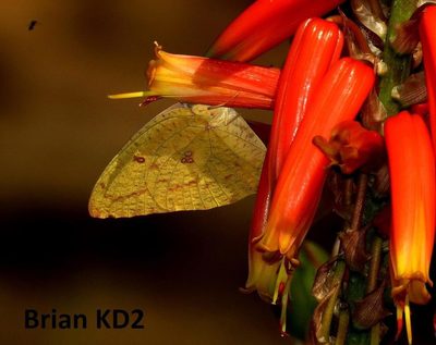Aloe pienaarii, photographed by Brian du Preez