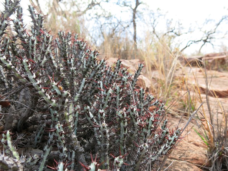 Euphorbia aeruginosa, photographed by Ryan van Huyssteen