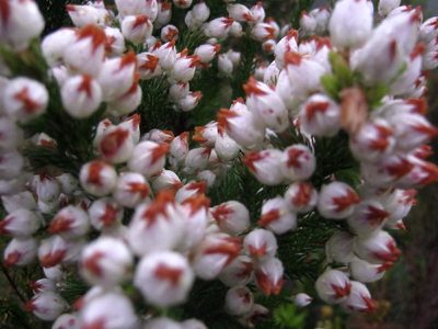 Erica papyracea, photographed by Di Turner