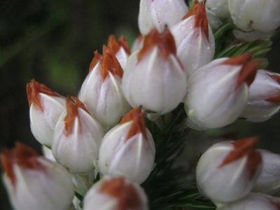 Erica papyracea, photographed by Di Turner