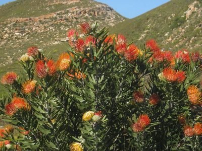 Leucospermum erubescens, photographed by Di Turner