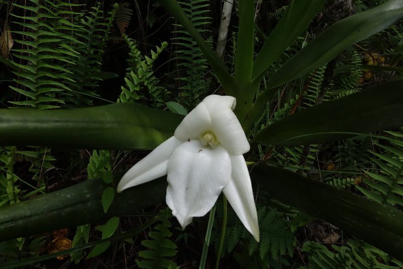 Angraecum sororium, photographed by Romer N. Rabarijaona