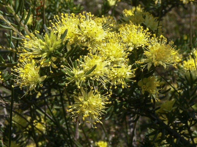 Leionema diosmeum, photographed by dhfischer