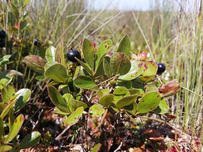 Gaylussacia bigeloviana, photographed by agbelliveau