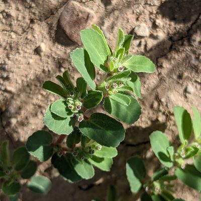 Euphorbia stictospora, photographed by Dominic Gentilcore