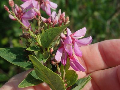 Desmodium canadense, photographed by Lynn Harper