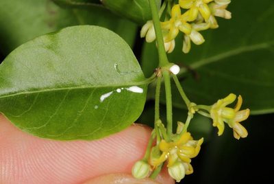 Secamone schweinfurthii, photographed by Wynand Uys