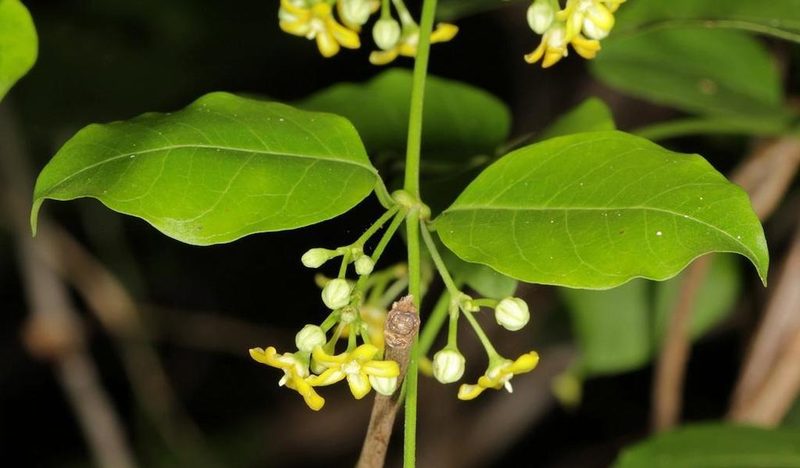 Secamone schweinfurthii, photographed by Wynand Uys