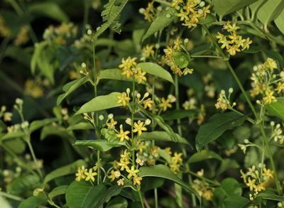 Secamone schweinfurthii, photographed by Wynand Uys