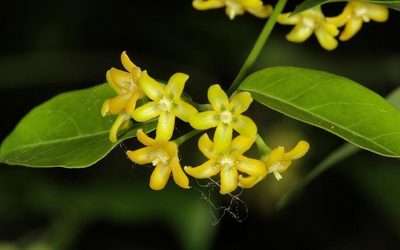 Secamone schweinfurthii, photographed by Wynand Uys