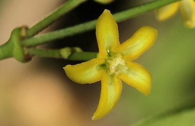 Secamone schweinfurthii, photographed by Wynand Uys