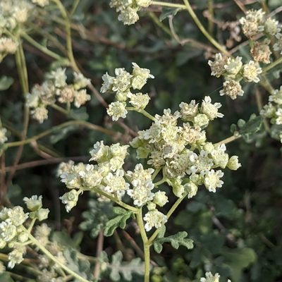 Parthenium incanum, photographed by Dominic Gentilcore