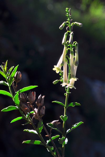 Freylinia longiflora, photographed by magriet b