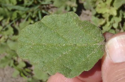 Hermannia decumbens, photographed by Nicola van Berkel
