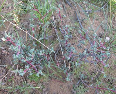 Ruschiella argentea, photographed by douglaseustonbrown