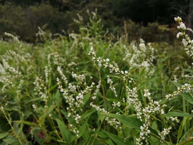 Persicaria robustior, photographed by agbelliveau