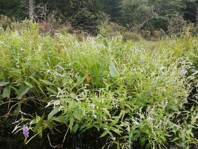 Persicaria robustior, photographed by agbelliveau