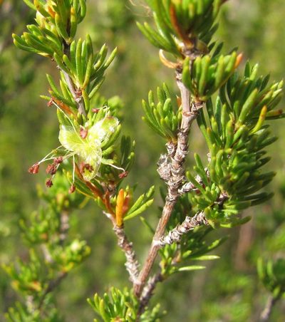Cliffortia teretifolia, photographed by douglaseustonbrown