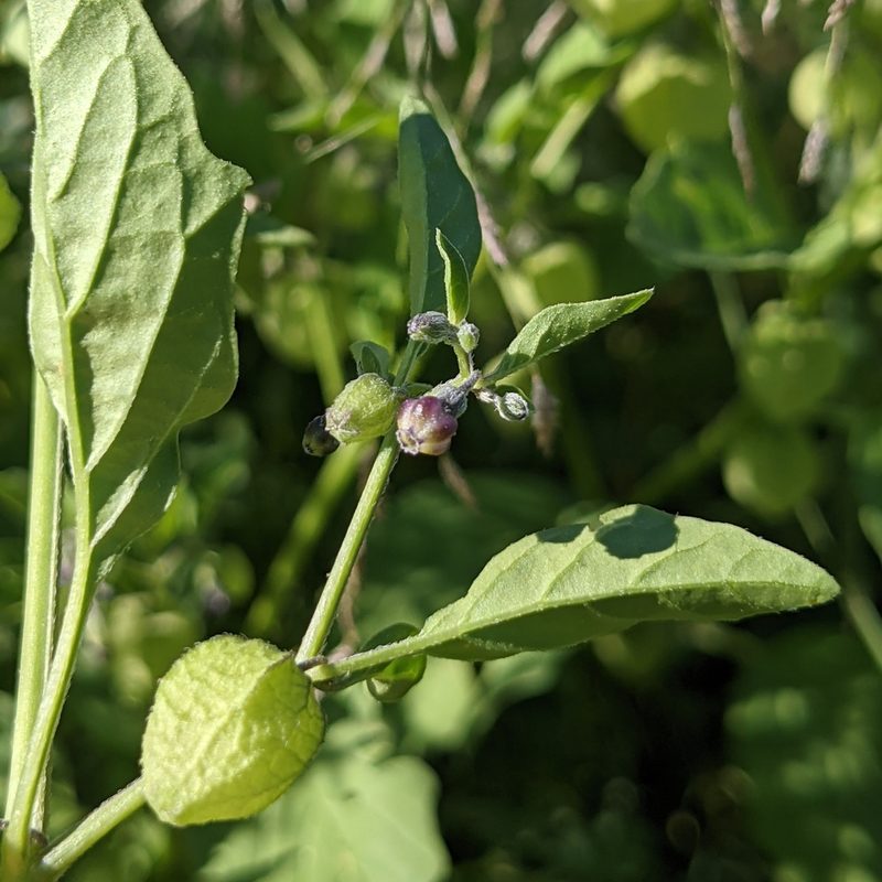 Physalis solanacea, photographed by Dominic Gentilcore