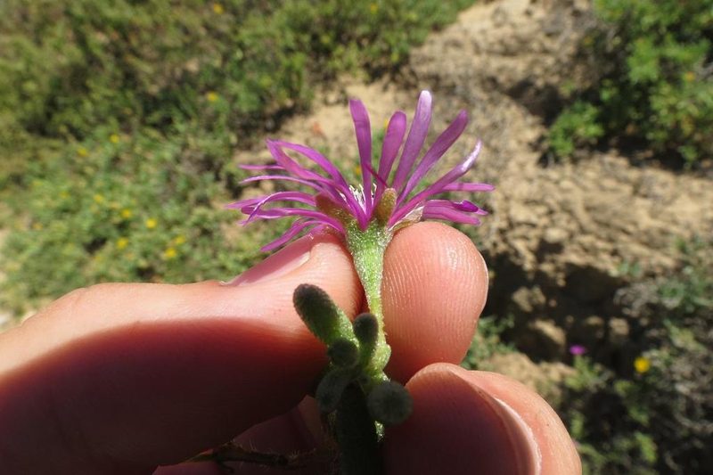 Drosanthemum barkerae, photographed by Brian du Preez