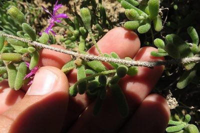 Drosanthemum barkerae, photographed by Brian du Preez