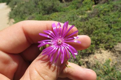 Drosanthemum barkerae, photographed by Brian du Preez
