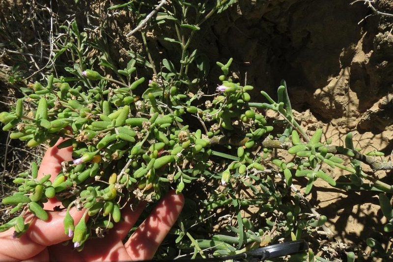 Drosanthemum crassum, photographed by Brian du Preez