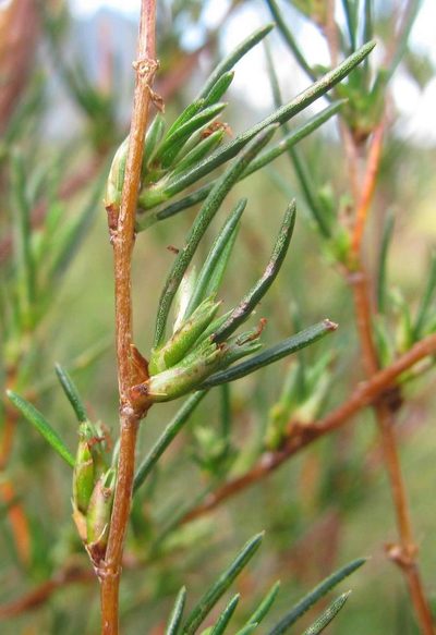 Cliffortia erectisepala, photographed by douglaseustonbrown
