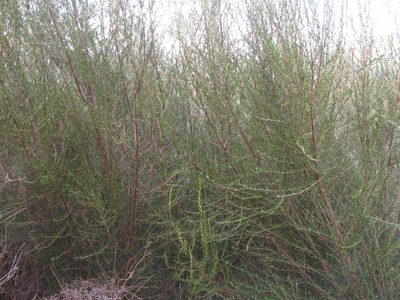 Cliffortia erectisepala, photographed by douglaseustonbrown