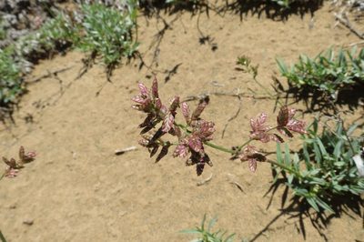 Eragrostis bergiana, photographed by Brian du Preez