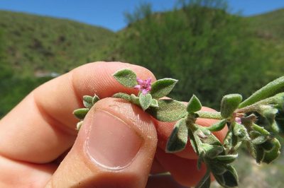 Aizoon secundum, photographed by Brian du Preez