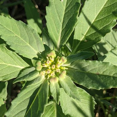 Euphorbia davidii, photographed by Dominic Gentilcore