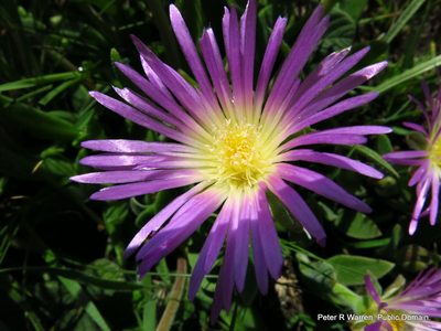 Delosperma sutherlandii, photographed by Peter Warren