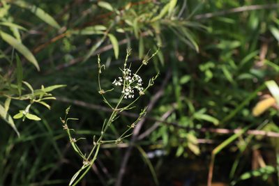 Cicuta bulbifera, photographed by Jacob Friend