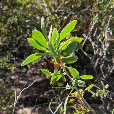 Lycium pallidum, photographed by Dominic Gentilcore