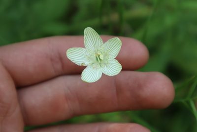 Parnassia glauca, photographed by Jacob Friend