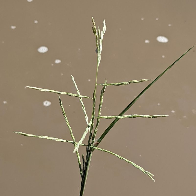 Disakisperma dubium, photographed by Dominic Gentilcore