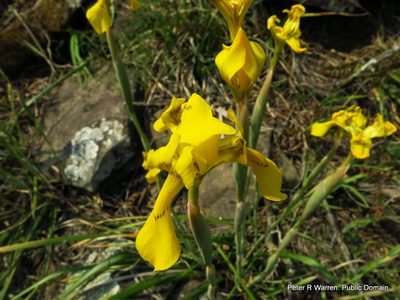 Moraea huttonii, photographed by Peter Warren