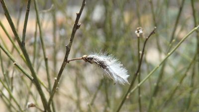 Cytisus striatus, photographed by Paulo Galvão