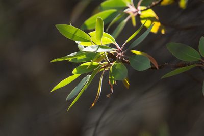 Arbutus arizonica, photographed by Mike Duran