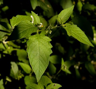 Solanum furcatum, photographed by Nicolás Villaseca Merino