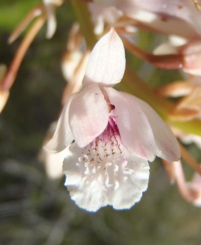 Eulophia barbata, photographed by Nicola van Berkel
