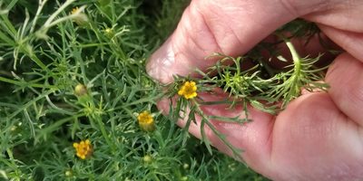 Dyssodia papposa, photographed by Jeff D Hansen