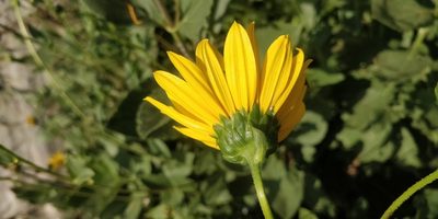 Helianthus pauciflorus, photographed by Jeff D Hansen