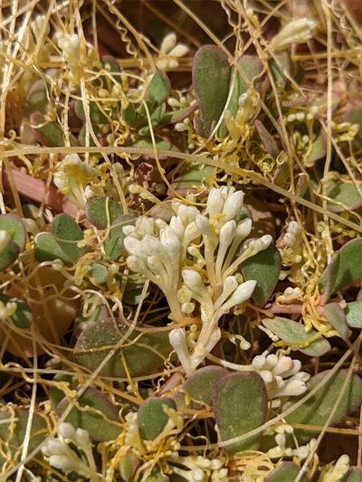 Cuscuta umbellata, photographed by Dominic Gentilcore